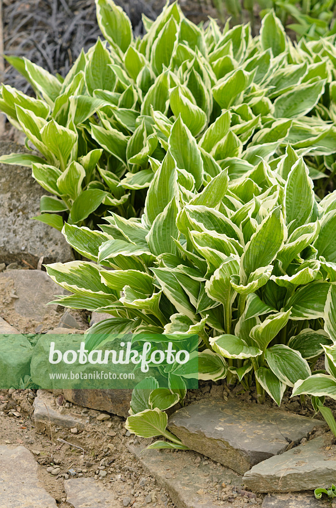 531125 - Plantain lily (Hosta fortunei 'Hyacinthina')