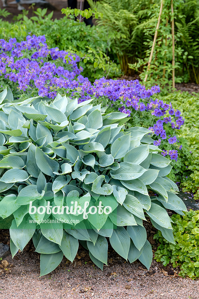 593101 - Plantain lily (Hosta Halcyon)