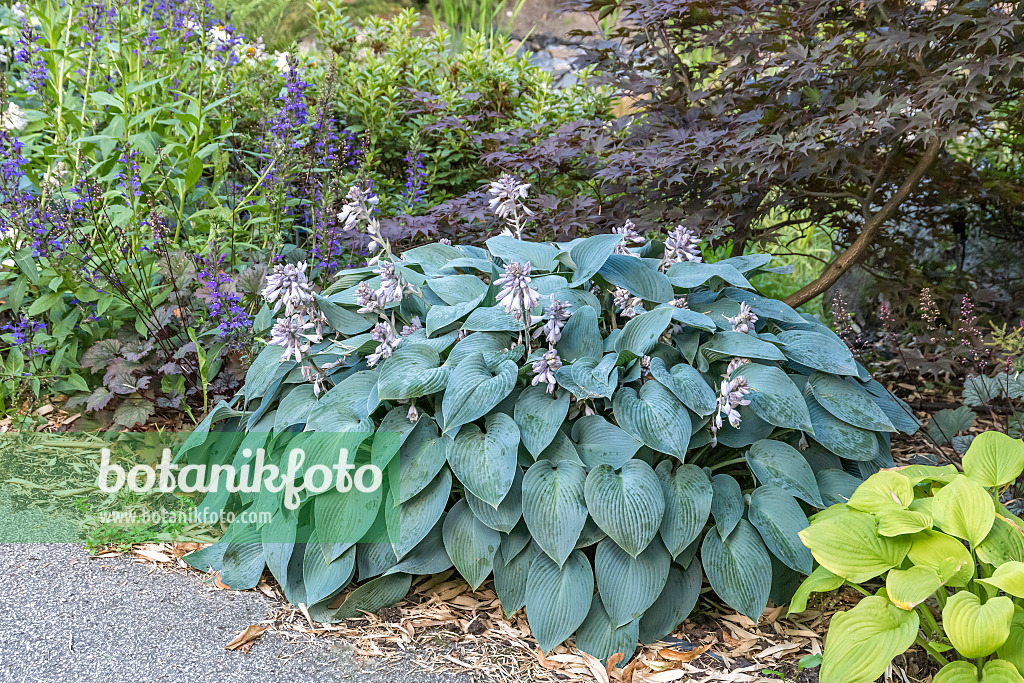 635054 - Plantain lily (Hosta Halcyon)