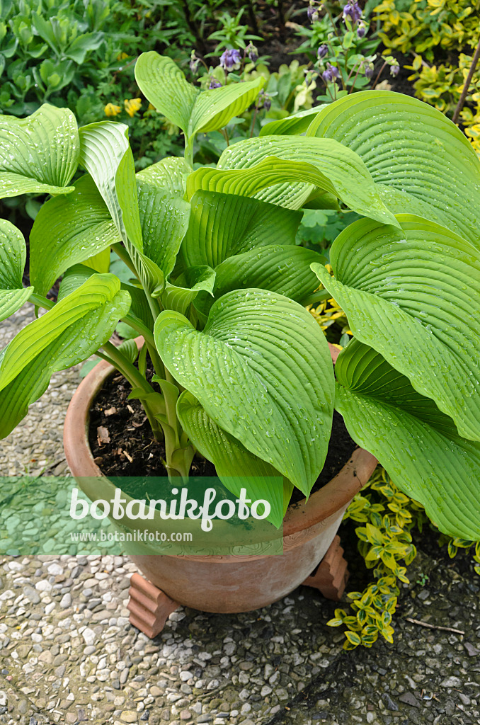 520168 - Plantain lily (Hosta) in a flower tub