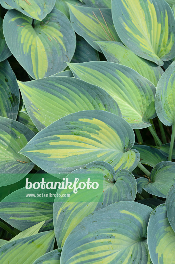 497107 - Plantain lily (Hosta June)