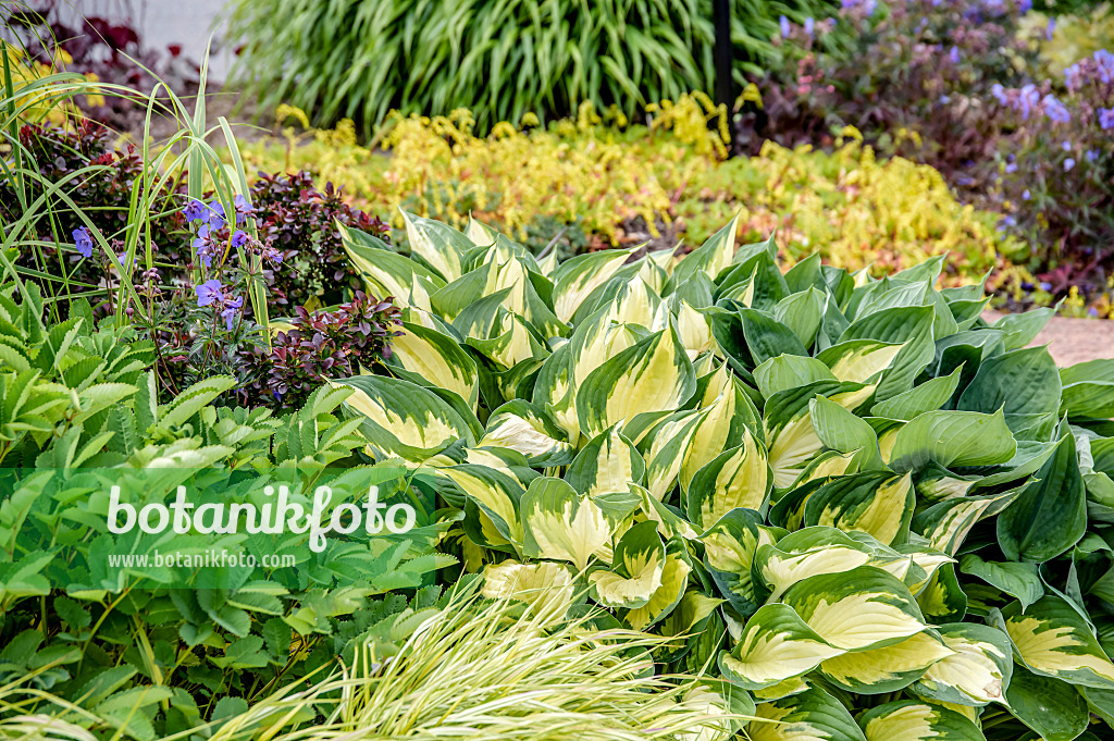 593102 - Plantain lily (Hosta Morning Light)