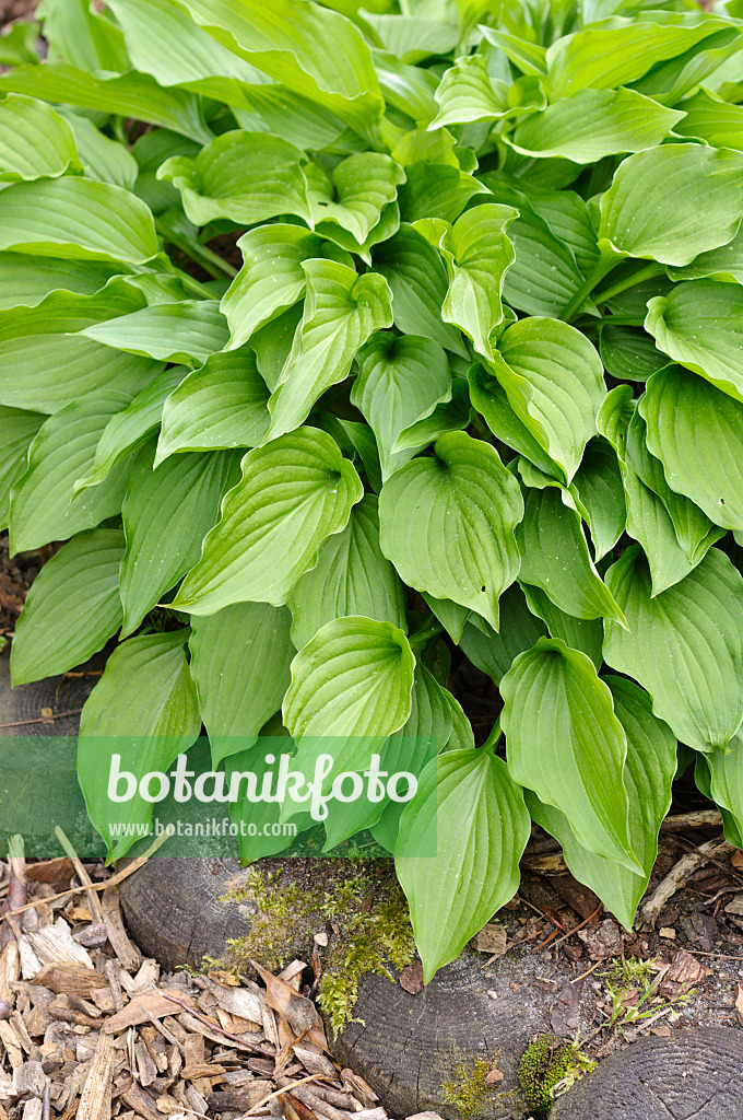 484258 - Plantain lily (Hosta nakaiana)