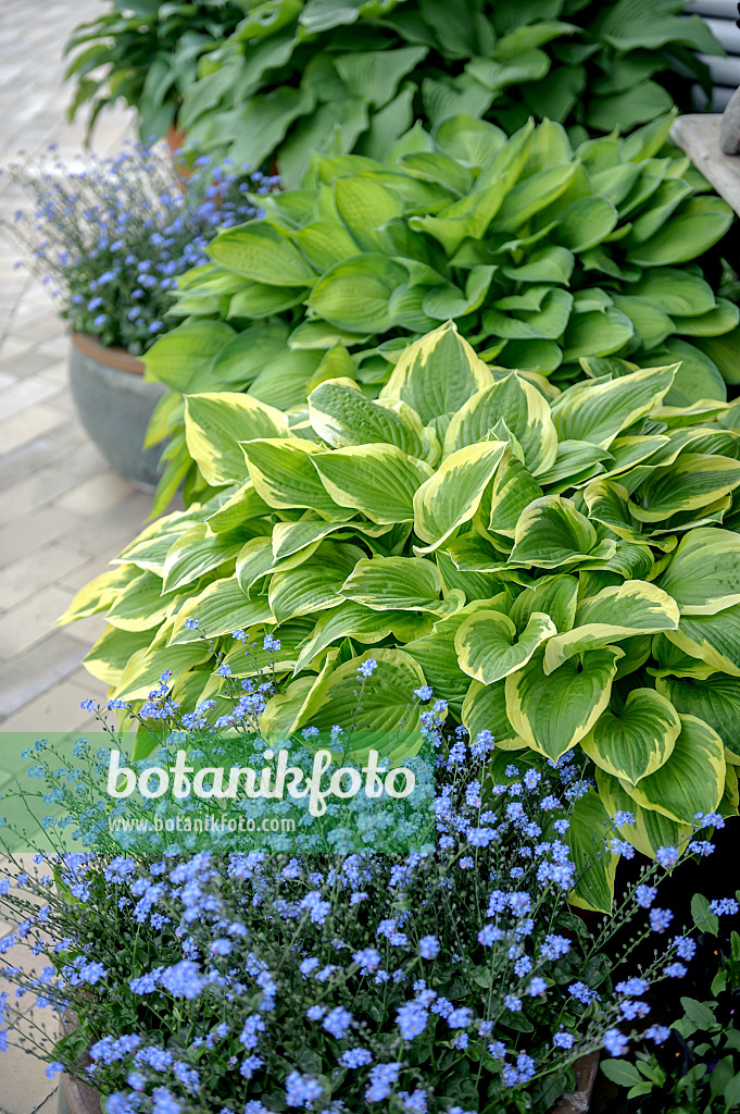 547153 - Plantain lily (Hosta nakaiana 'Golden Tiara')