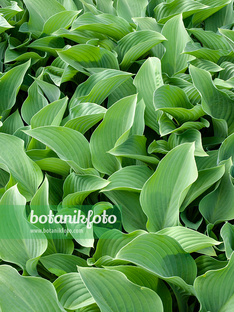 425064 - Plantain lily (Hosta nigrescens 'Krossa Regal')