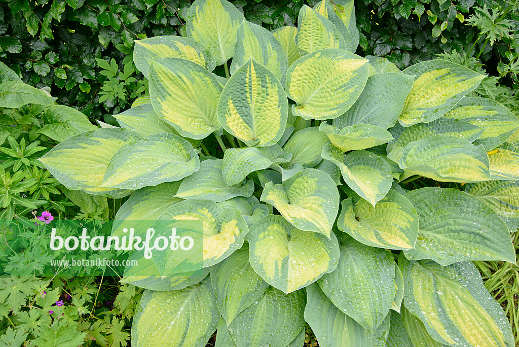 531242 - Plantain lily (Hosta Paul's Glory)