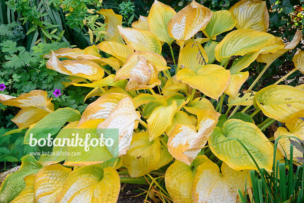 548120 - Plantain lily (Hosta Paul's Glory)