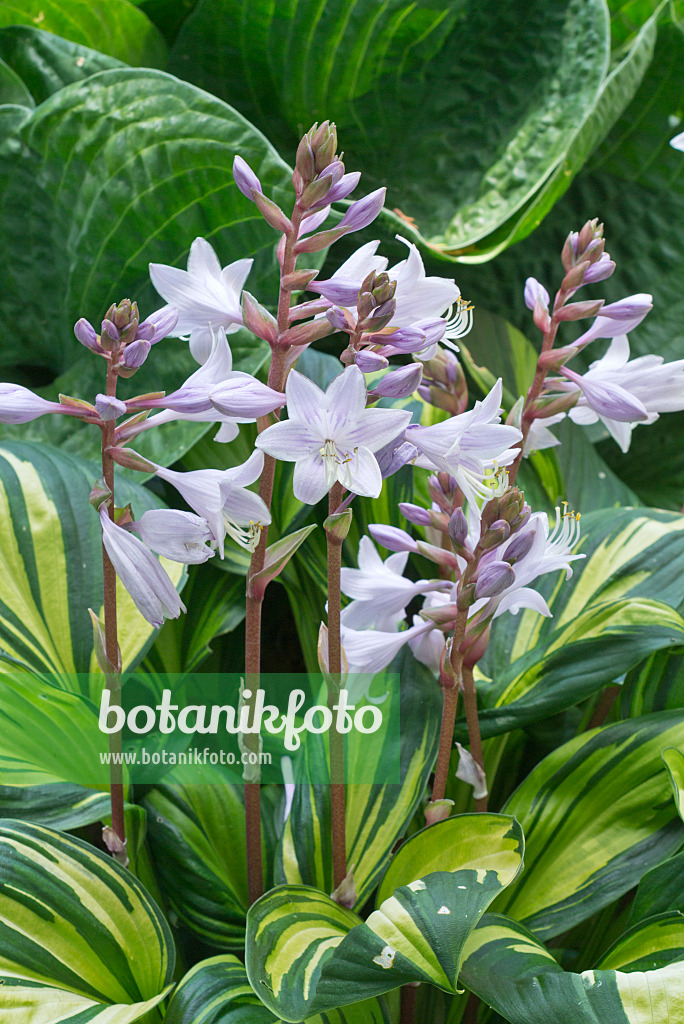 595017 - Plantain lily (Hosta Rainbow's End)