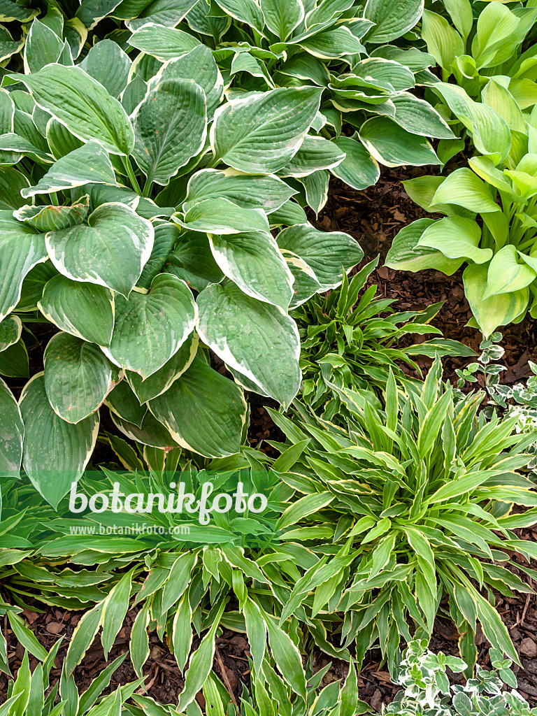 426030 - Plantain lily (Hosta Stiletto, Hosta Fringe Benefit and Hosta Pascal)