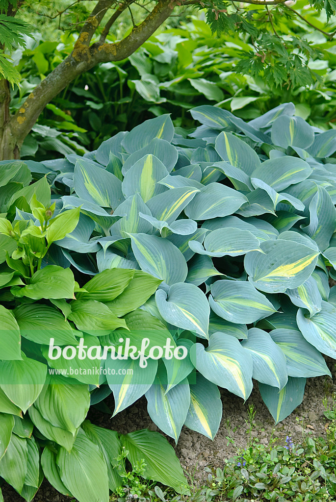 502219 - Plantain lily (Hosta Touch of Class)