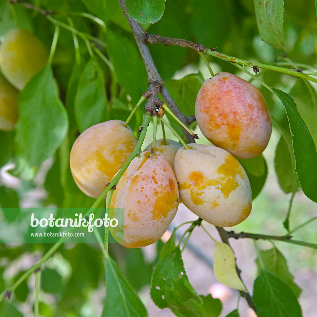 502378 - Plum (Prunus domestica 'Tipala')