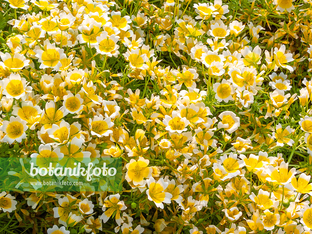 414060 - Poached egg flower (Limnanthes douglasii)