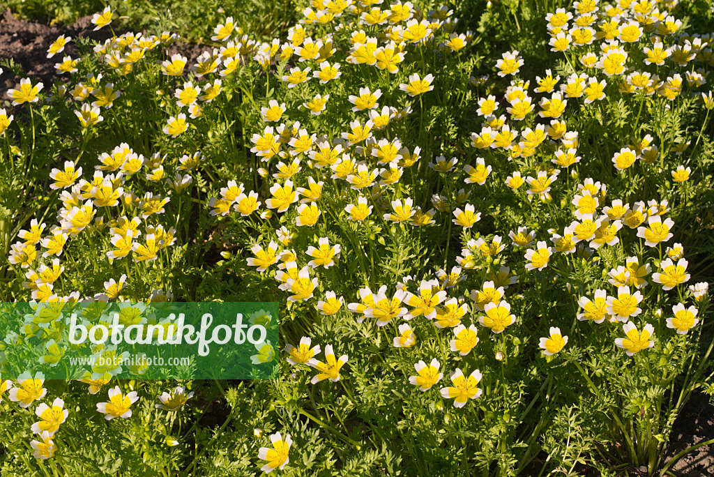 608129 - Poached egg flower (Limnanthes douglasii)