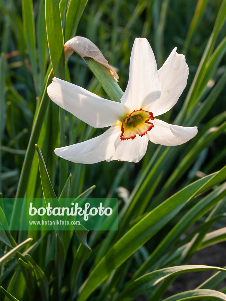 413001 - Poet's daffodil (Narcissus poeticus)