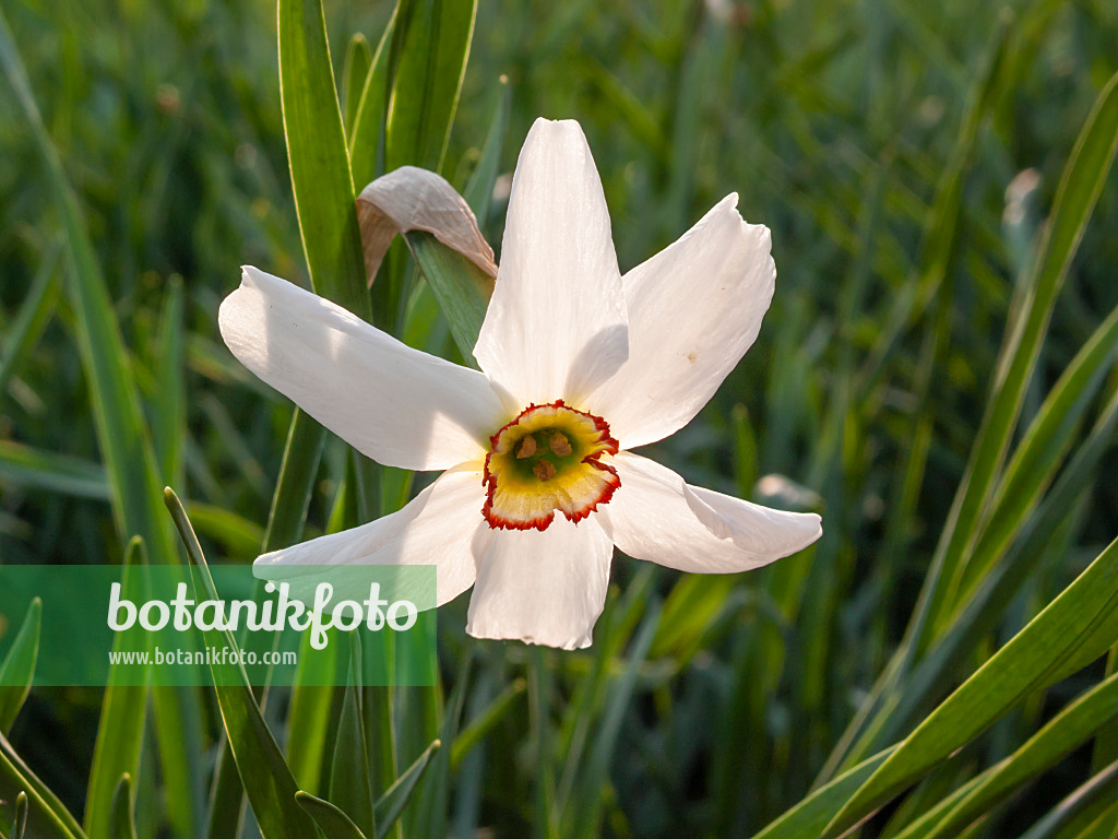 413003 - Poet's daffodil (Narcissus poeticus)