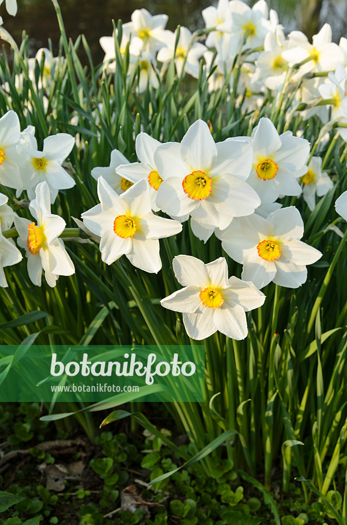 495251 - Poet's daffodil (Narcissus poeticus 'Actaea')