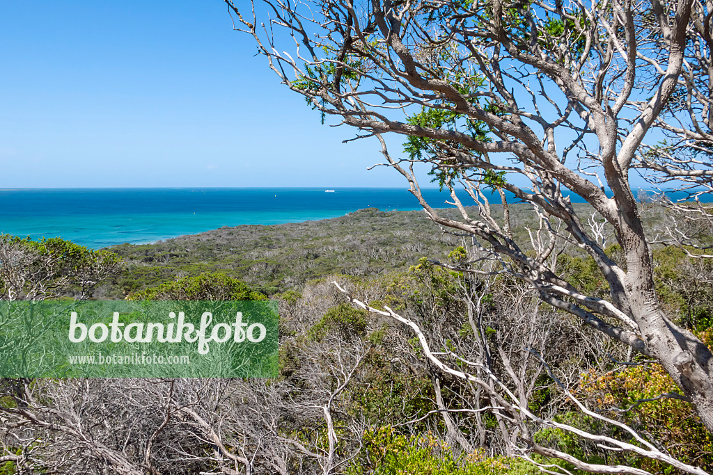 455257 - Point Nepean National Park, Australia