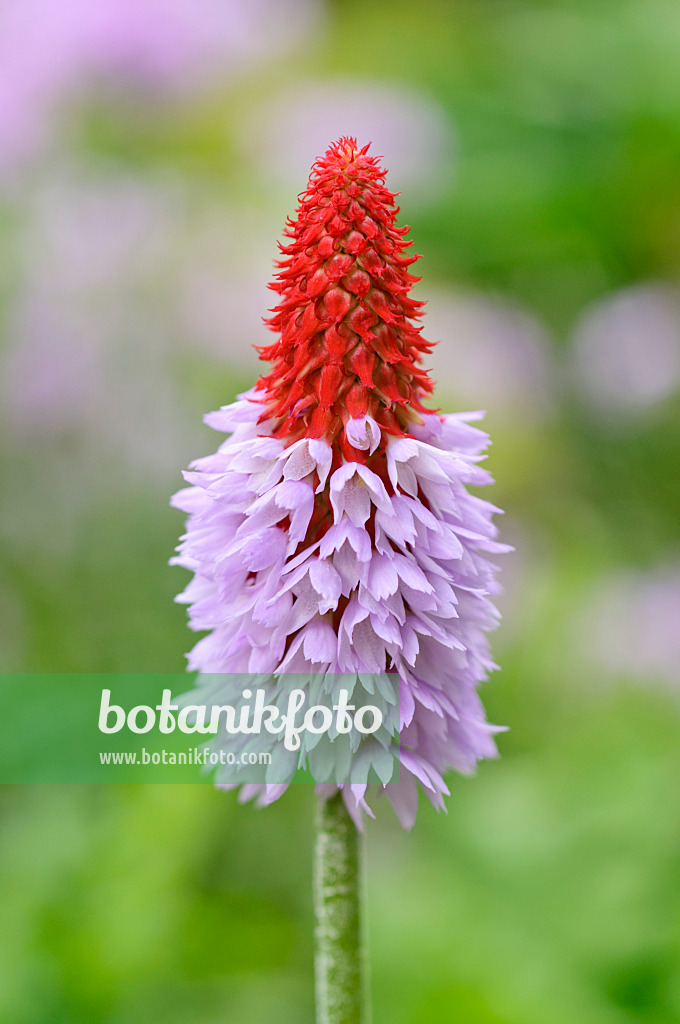 486100 - Poker primrose (Primula vialii)