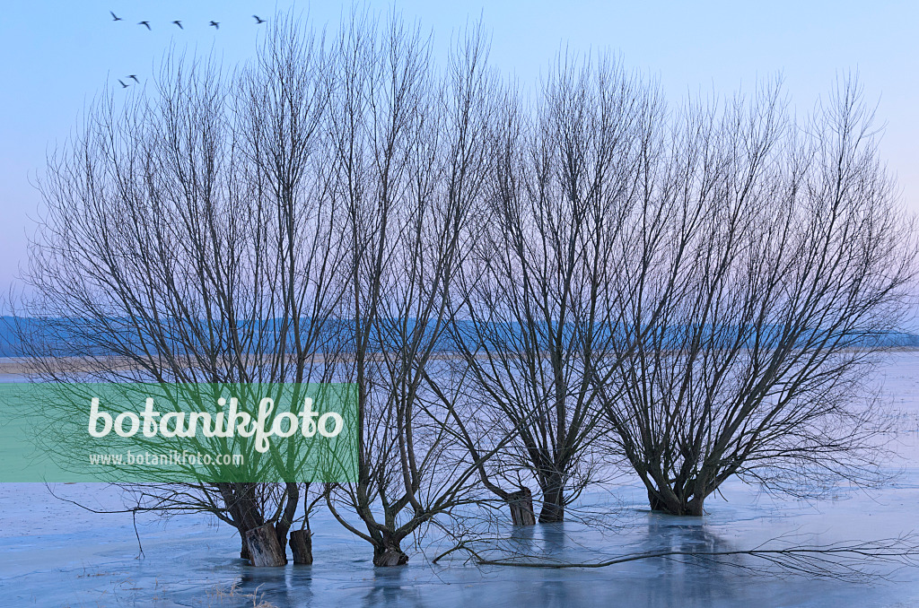 578015 - Pollarded willows (Salix) on a flooded and frozen polder meadow, Lower Oder Valley National Park, Germany