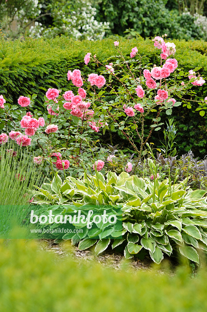 521225 - Polyantha rose (Rosa Nathalie) and plantain lily (Hosta)