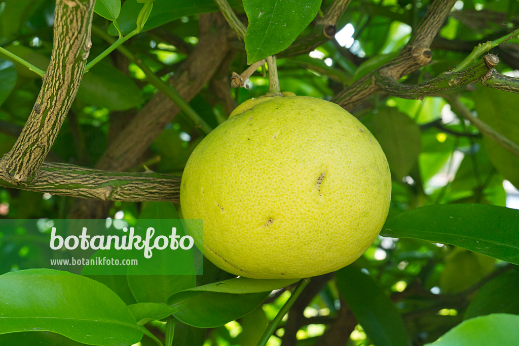 608075 - Pomelo (Citrus maxima)