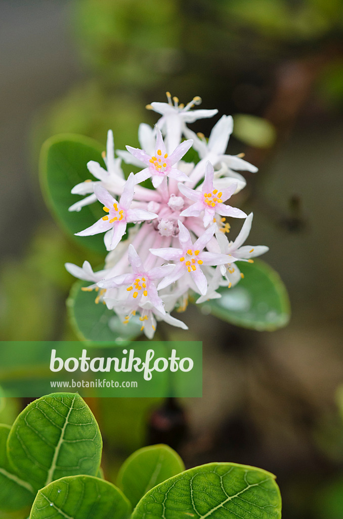 534361 - Pompom tree (Dais cotinifolia)