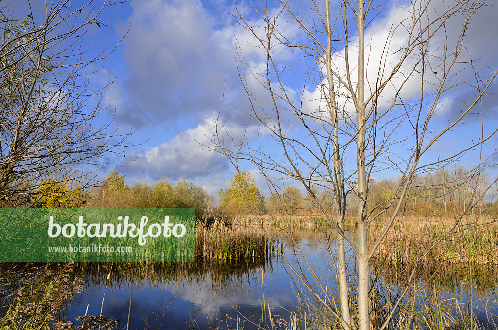 526032 - Pond on a former sewage farm near Hobrechtsfelde, Berlin, Germany