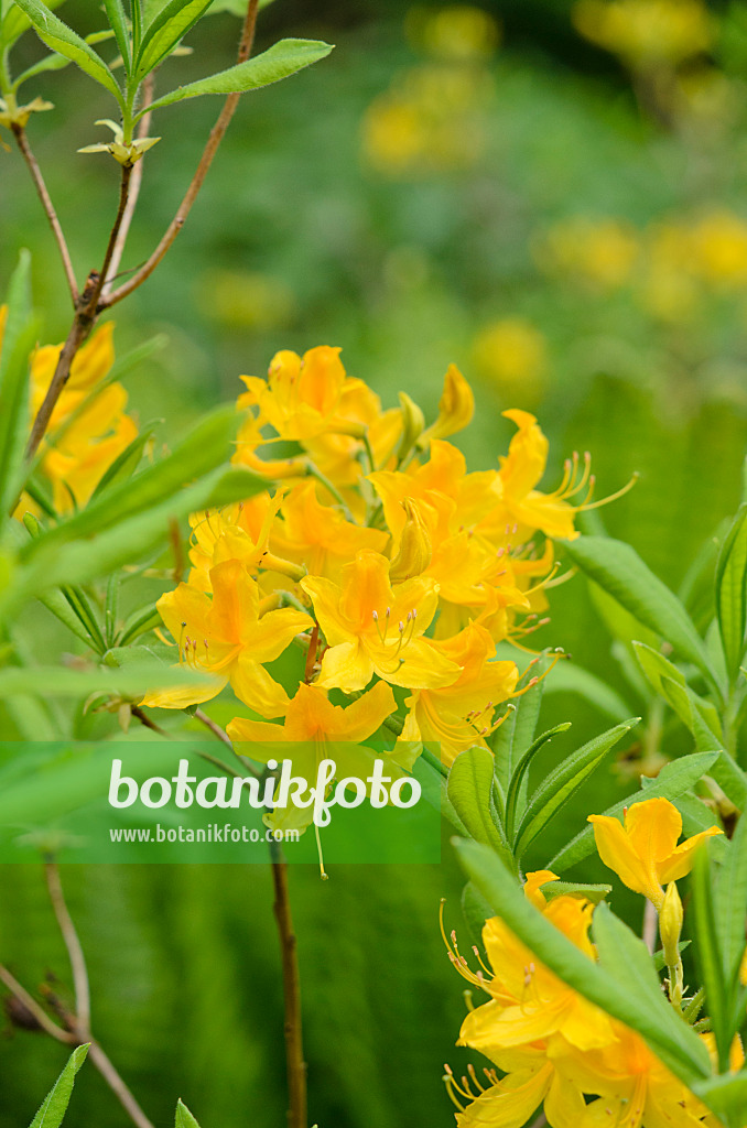 520173 - Pontic azalea (Rhododendron luteum)