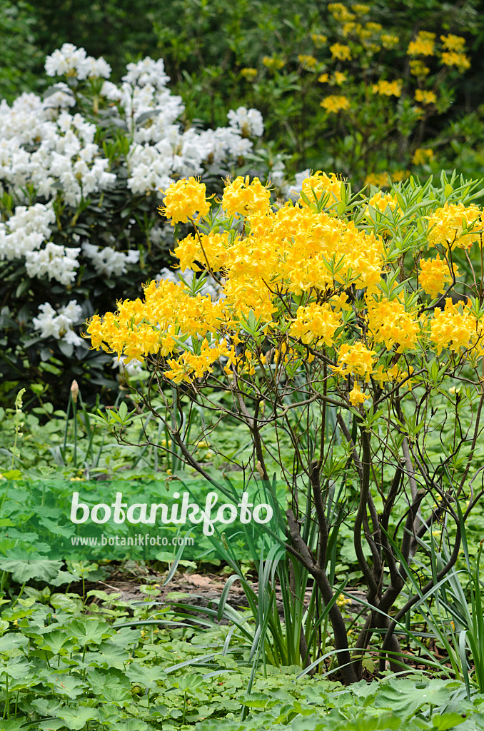 520174 - Pontic azalea (Rhododendron luteum)