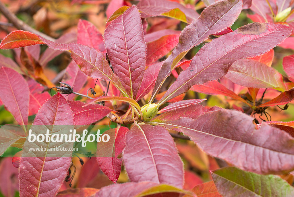 549187 - Pontic azalea (Rhododendron luteum)