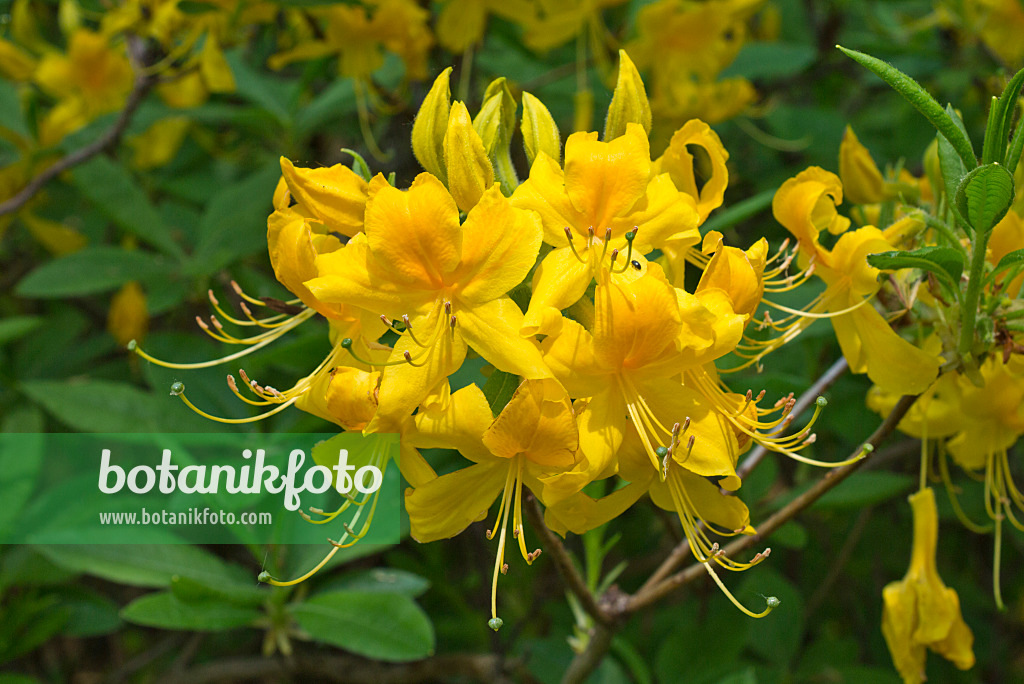 556116 - Pontic azalea (Rhododendron luteum)