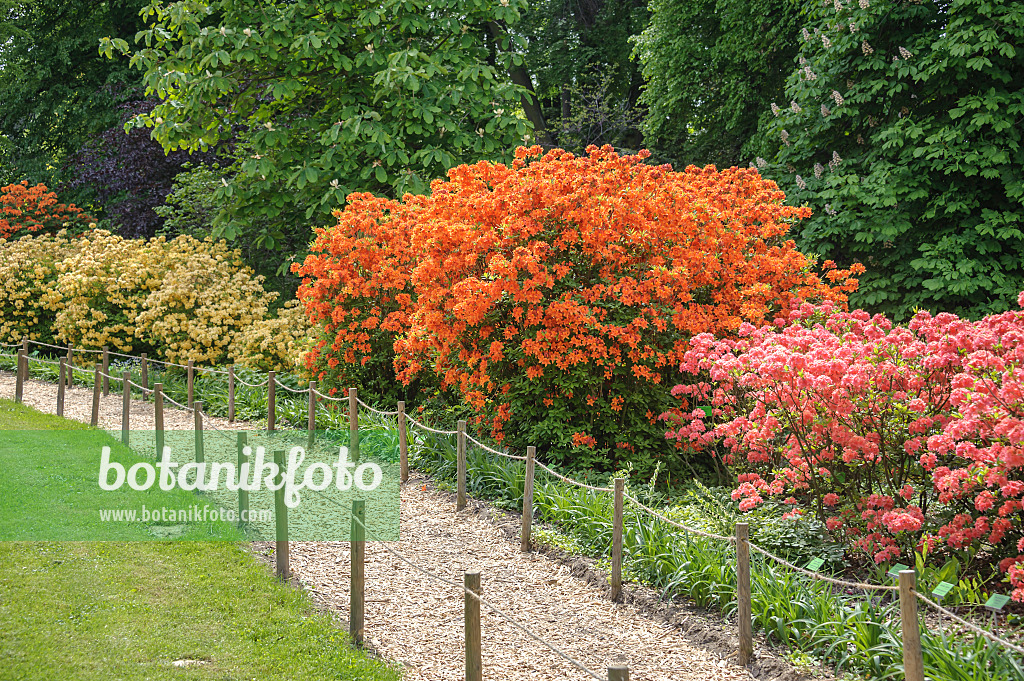 547271 - Pontic azalea (Rhododendron luteum 'Golden Eagle', Rhododendron luteum 'Homebush' and Rhododendron luteum 'Narcissiflora')