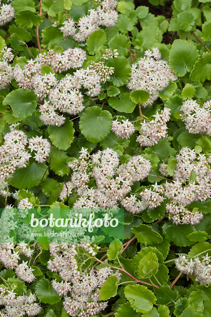 511248 - Poplar-leaved stonecrop (Sedum populifolium syn. Hylotelephium populifolium)