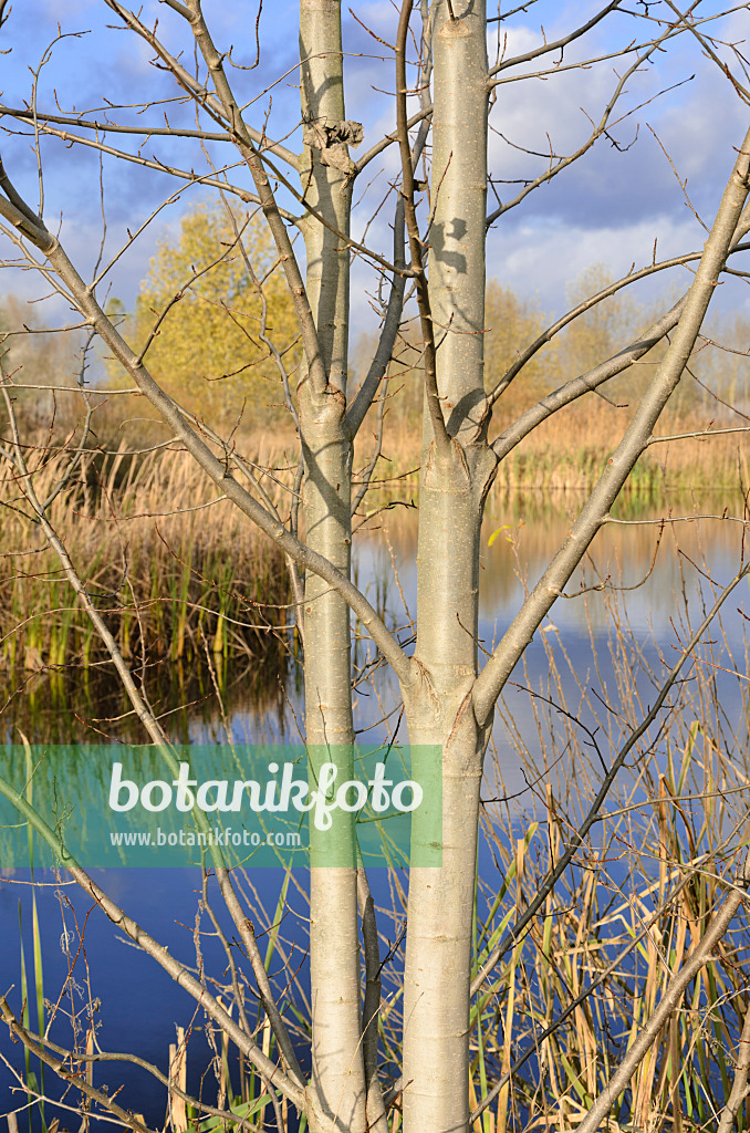 526035 - Poplar (Populus) and common reed (Phragmites australis) at a pond on a former sewage farm near Hobrechtsfelde, Berlin, Germany