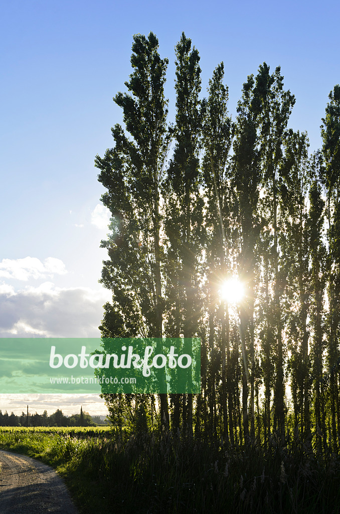 557110 - Poplars (Populus) as windscreen, Camargue, France