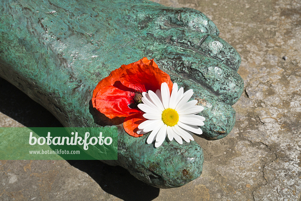 610013 - Poppy (Papaver) and daisy (Leucanthemum) with foot of a sculpture