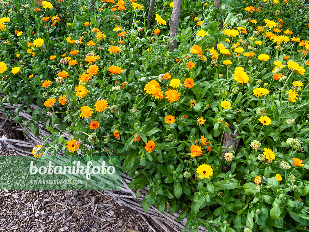 463122 - Pot marigold (Calendula officinalis)