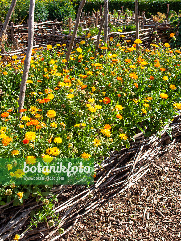 463131 - Pot marigold (Calendula officinalis)