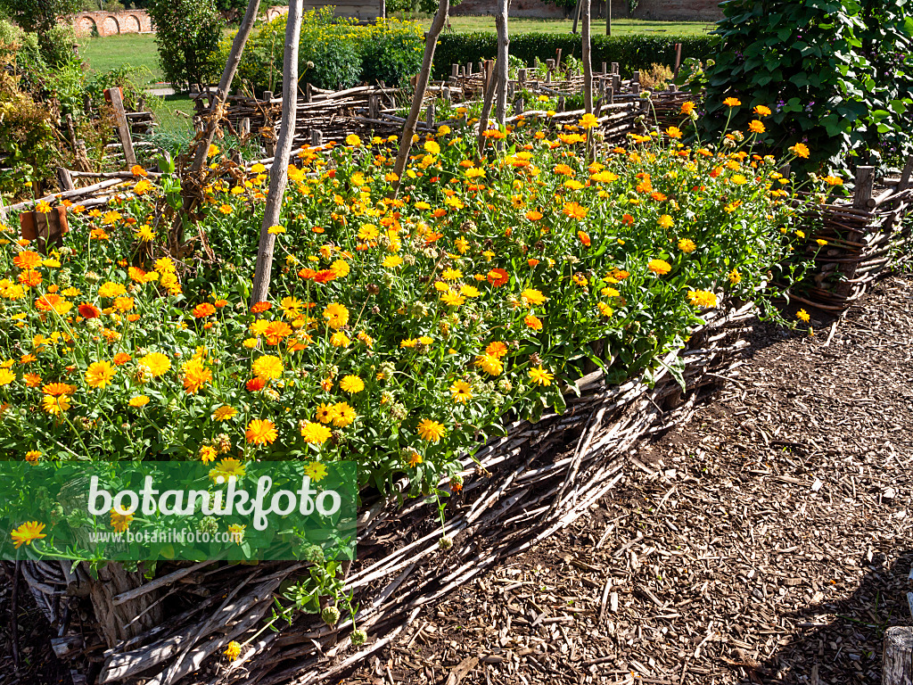 463132 - Pot marigold (Calendula officinalis)