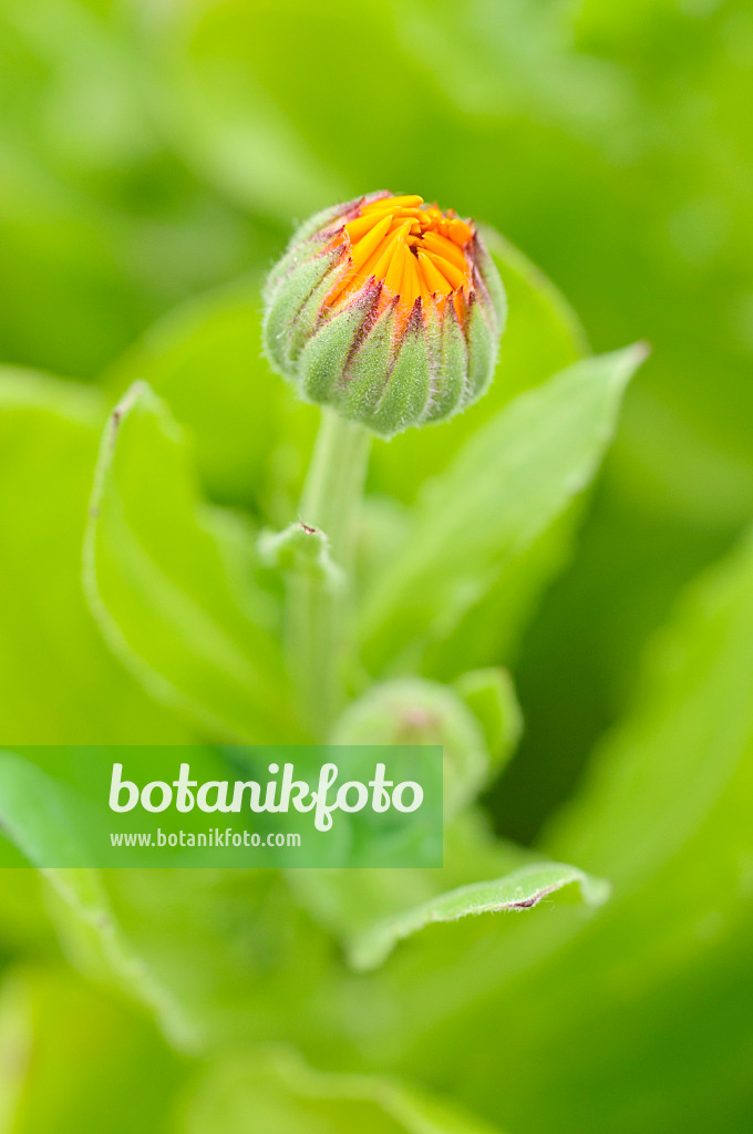 473181 - Pot marigold (Calendula officinalis)