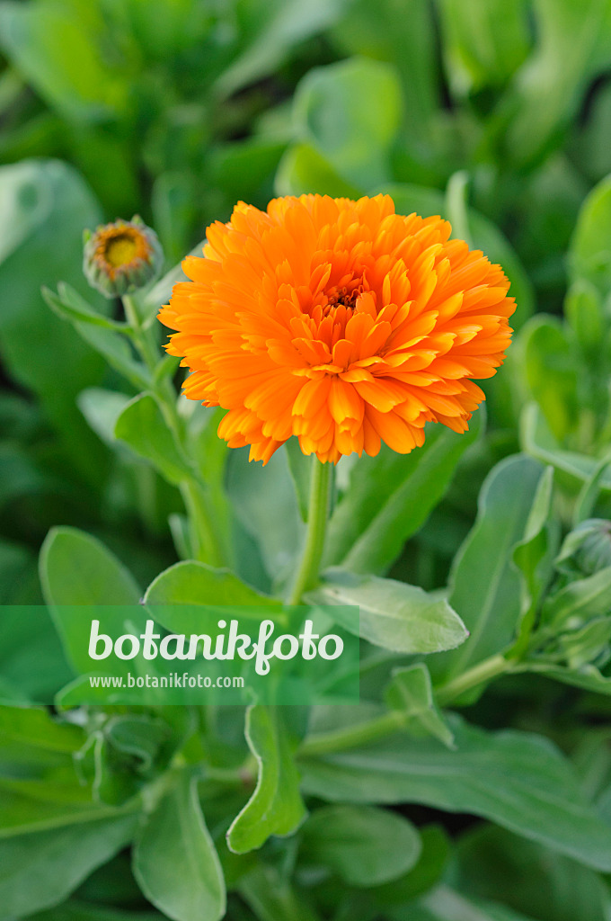 473226 - Pot marigold (Calendula officinalis)