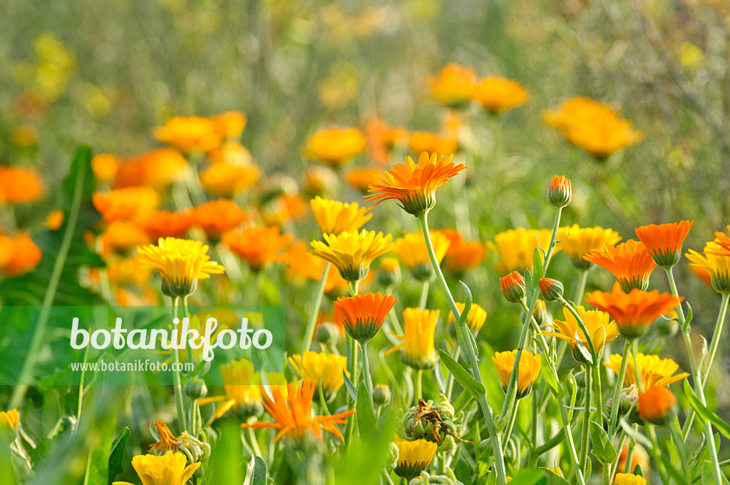 475206 - Pot marigold (Calendula officinalis)