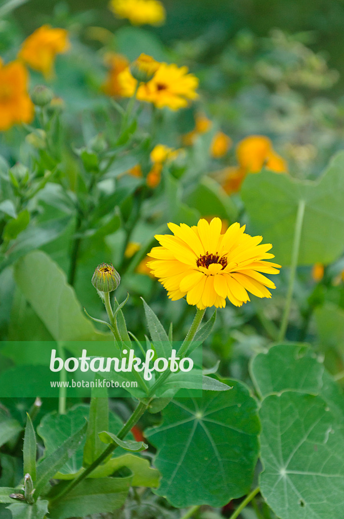 476011 - Pot marigold (Calendula officinalis)