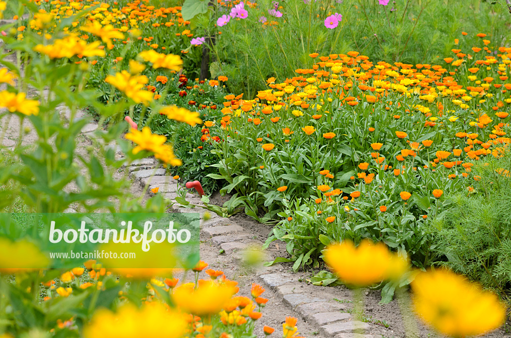 522069 - Pot marigold (Calendula officinalis)