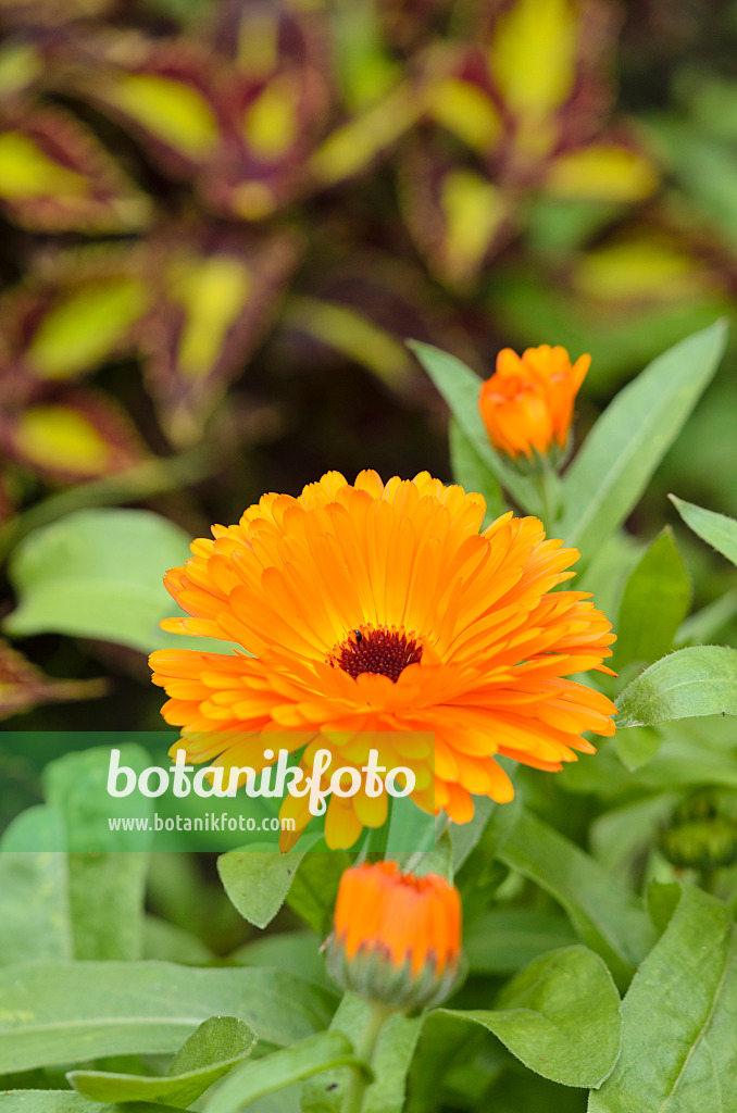 534107 - Pot marigold (Calendula officinalis)