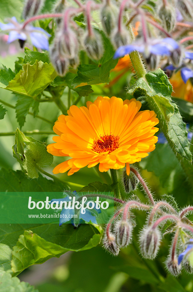 534404 - Pot marigold (Calendula officinalis) and borage (Borago officinalis)