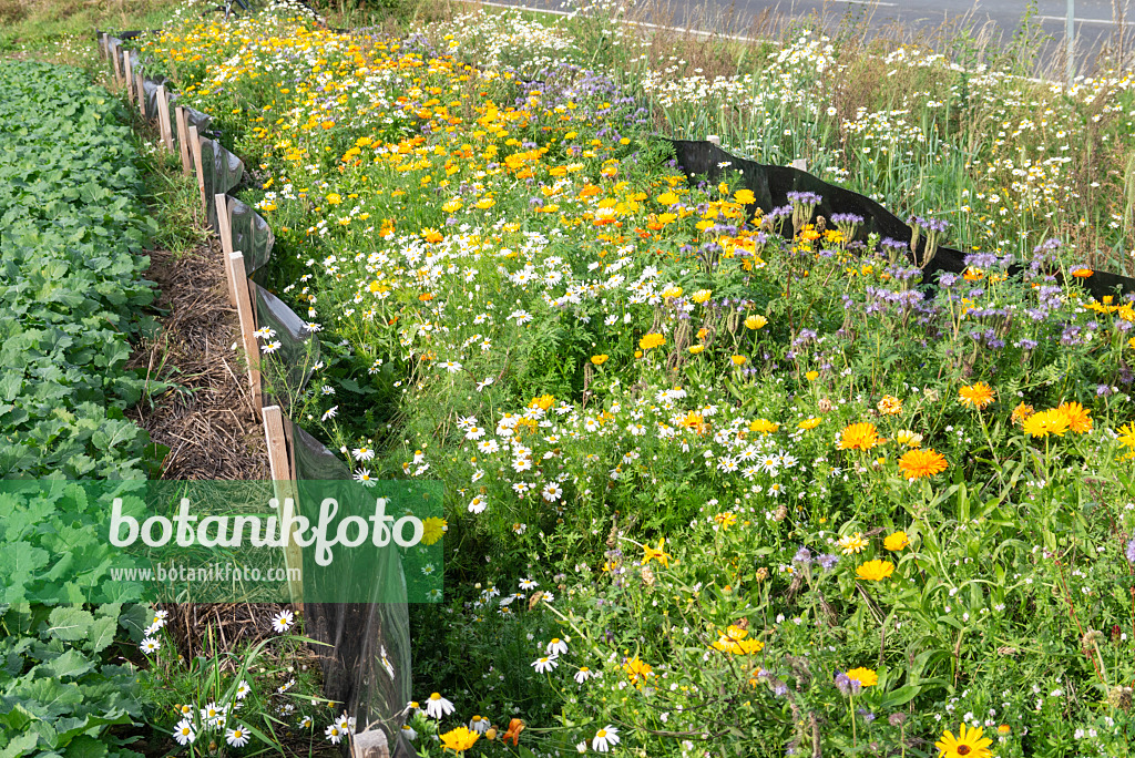 625093 - Pot marigold (Calendula officinalis), German chanomile (Matricaria recutita syn. Matricaria chamomilla) and Phacelia