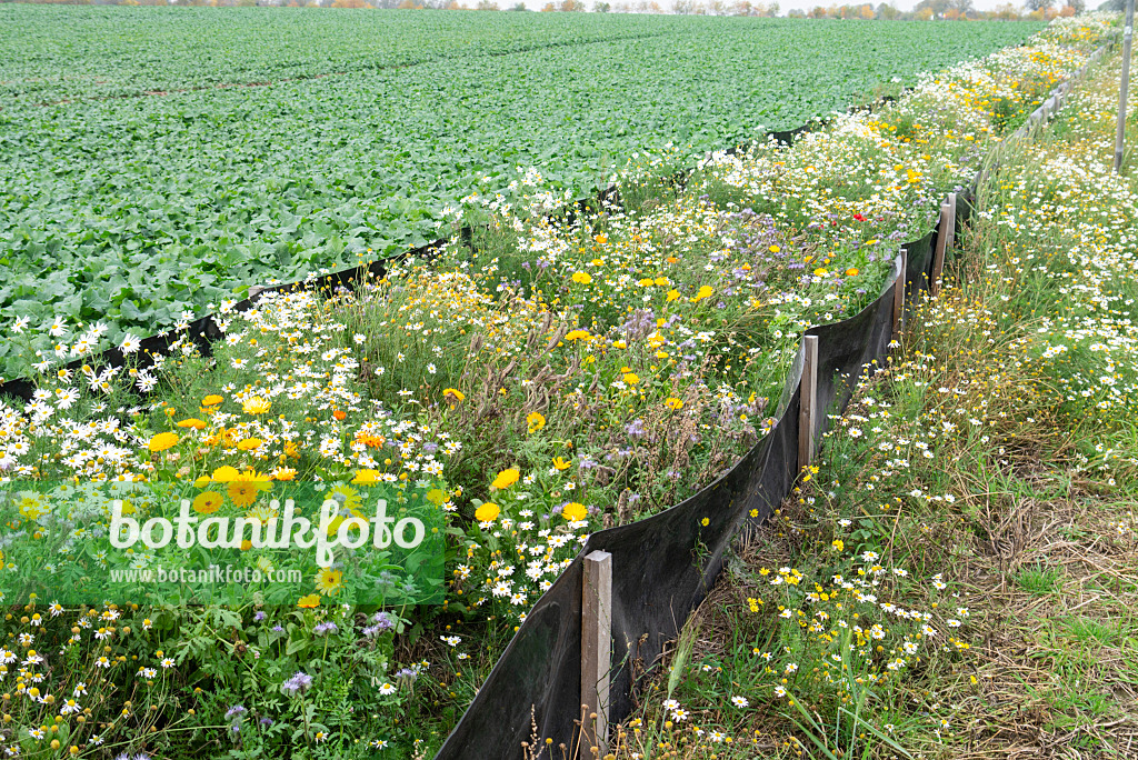 625094 - Pot marigold (Calendula officinalis), German chanomile (Matricaria recutita syn. Matricaria chamomilla) and Phacelia