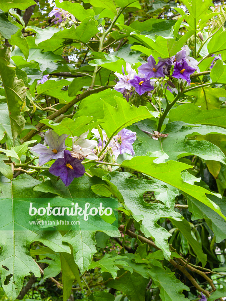 411148 - Potato tree (Solanum wrightii)