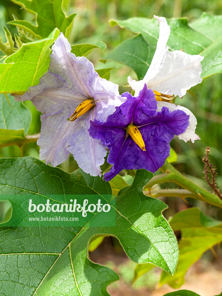 434202 - Potato tree (Solanum wrightii)